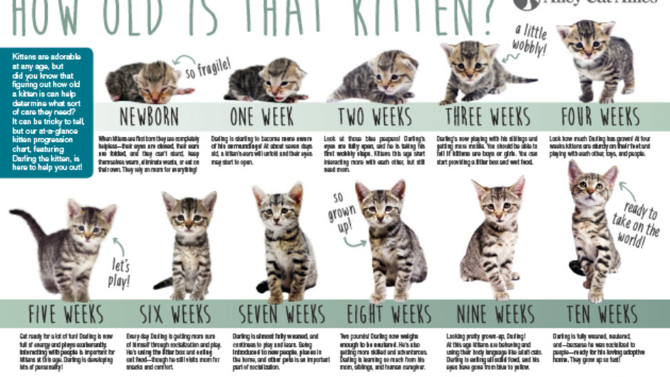 Newborn Kitten Progression & Cat Age Chart With Photos - icacica